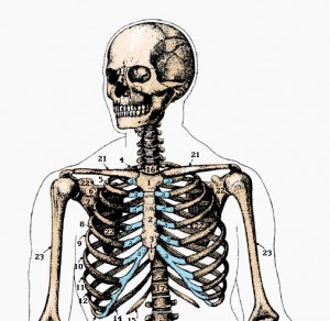 skeleton